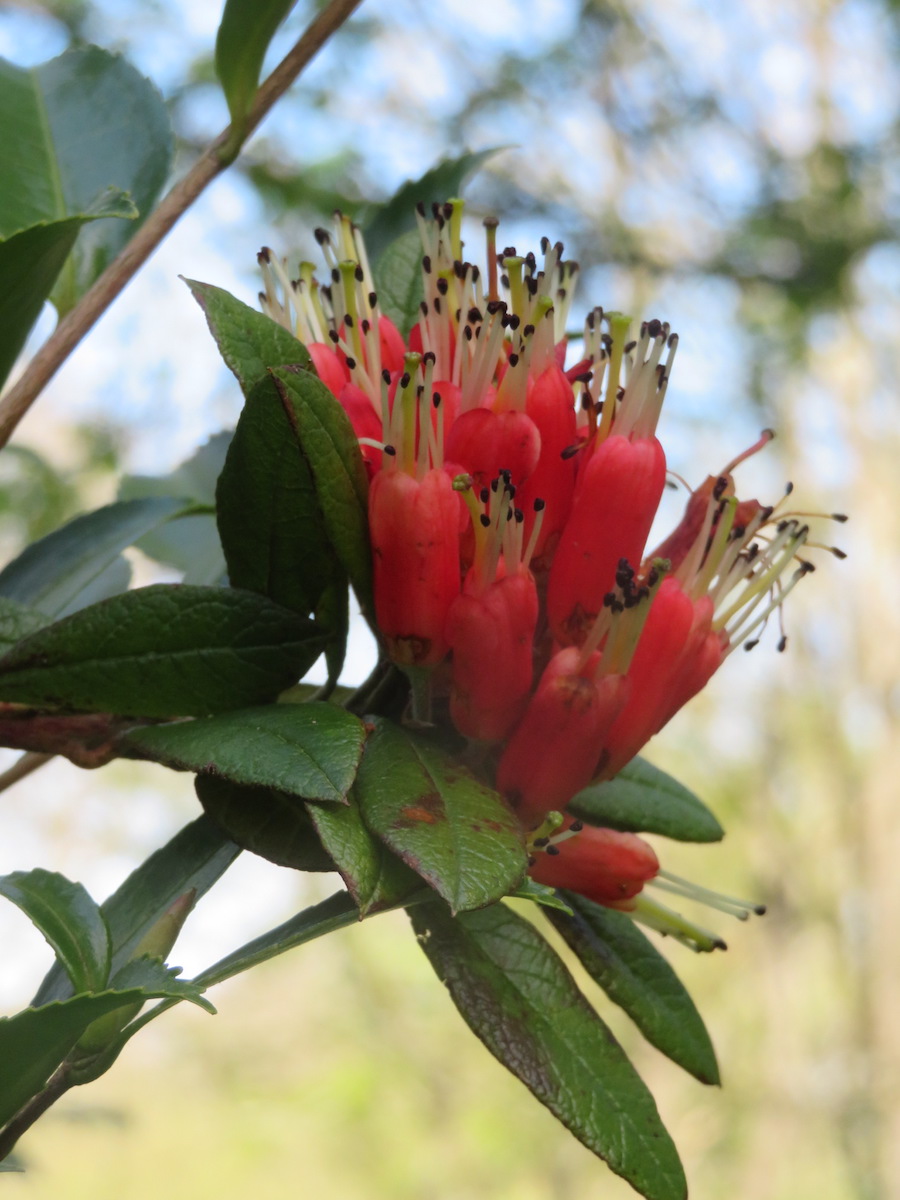 spinuliferum